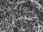 ford-microscopio-0810