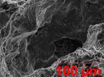 ford-microscopio-0810