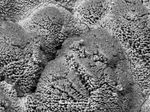 ford-microscopio-0810