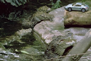 Encuentro exótico: el Porsche Cayman S conoce a su -tocayo natural-